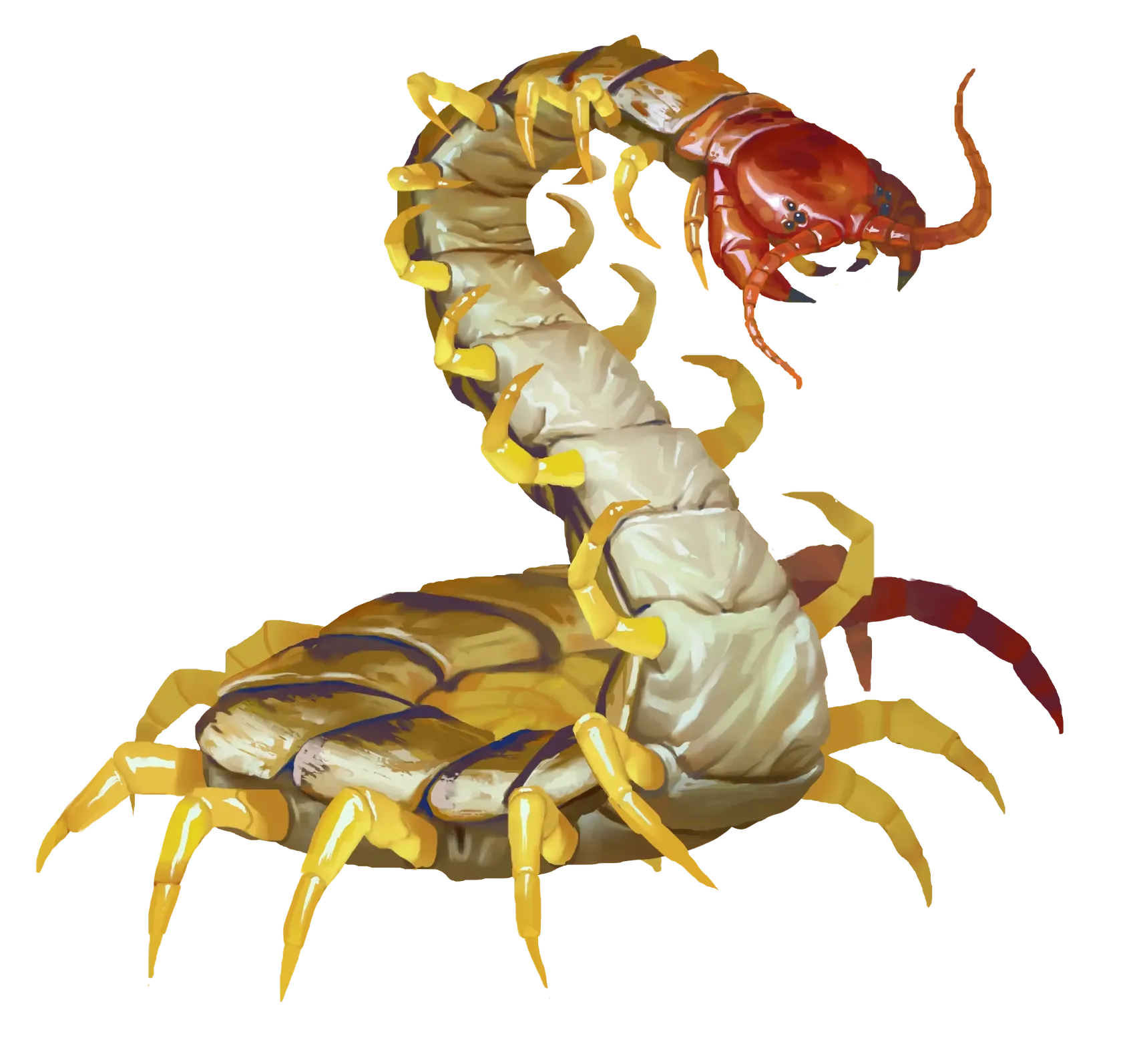 centipede-giant.webp#.webp