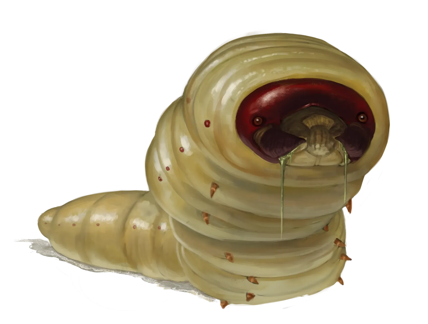 Web Grub