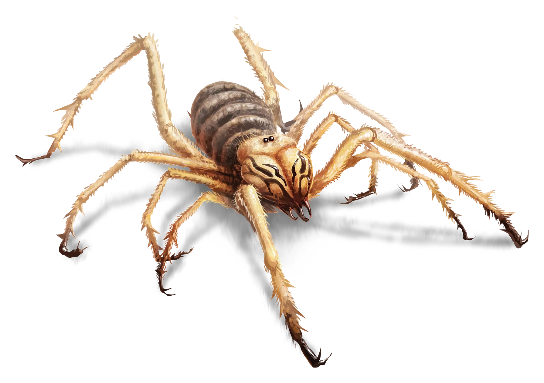 solifugid-giant.webp#.webp