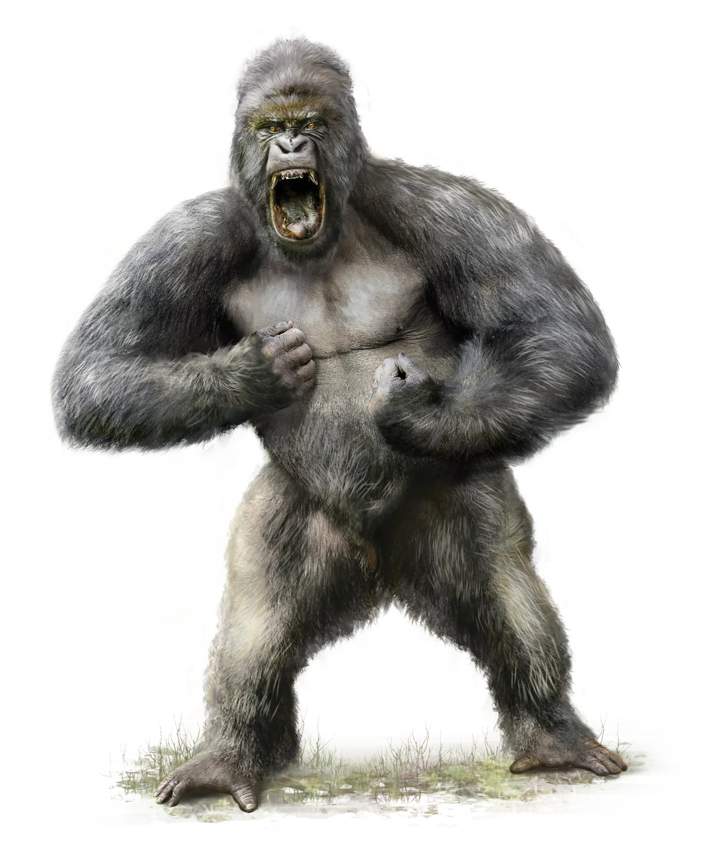Pirate Gorilla